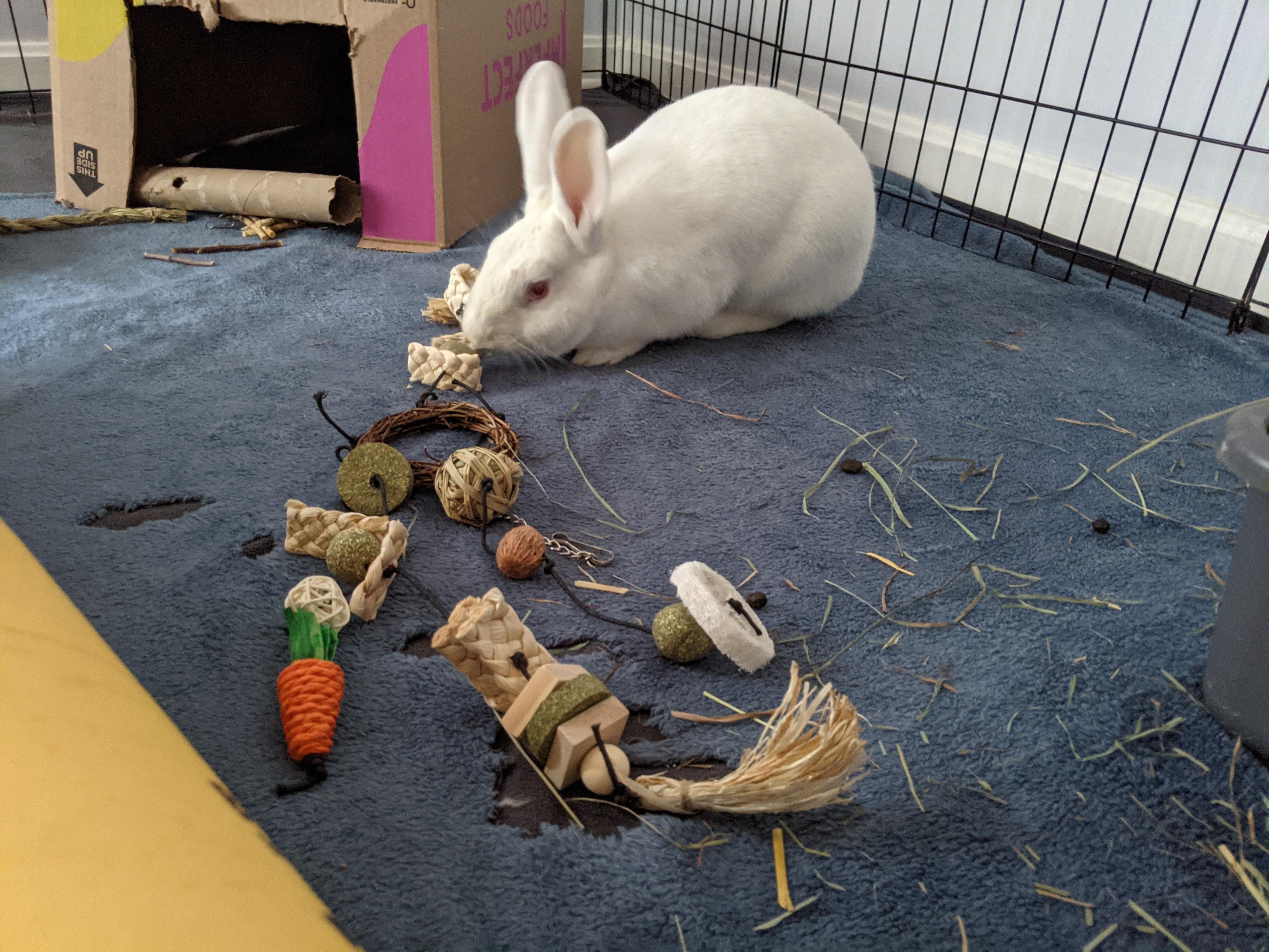 Luna, a Adoptable New Zealand in Akron, OH image 5/5