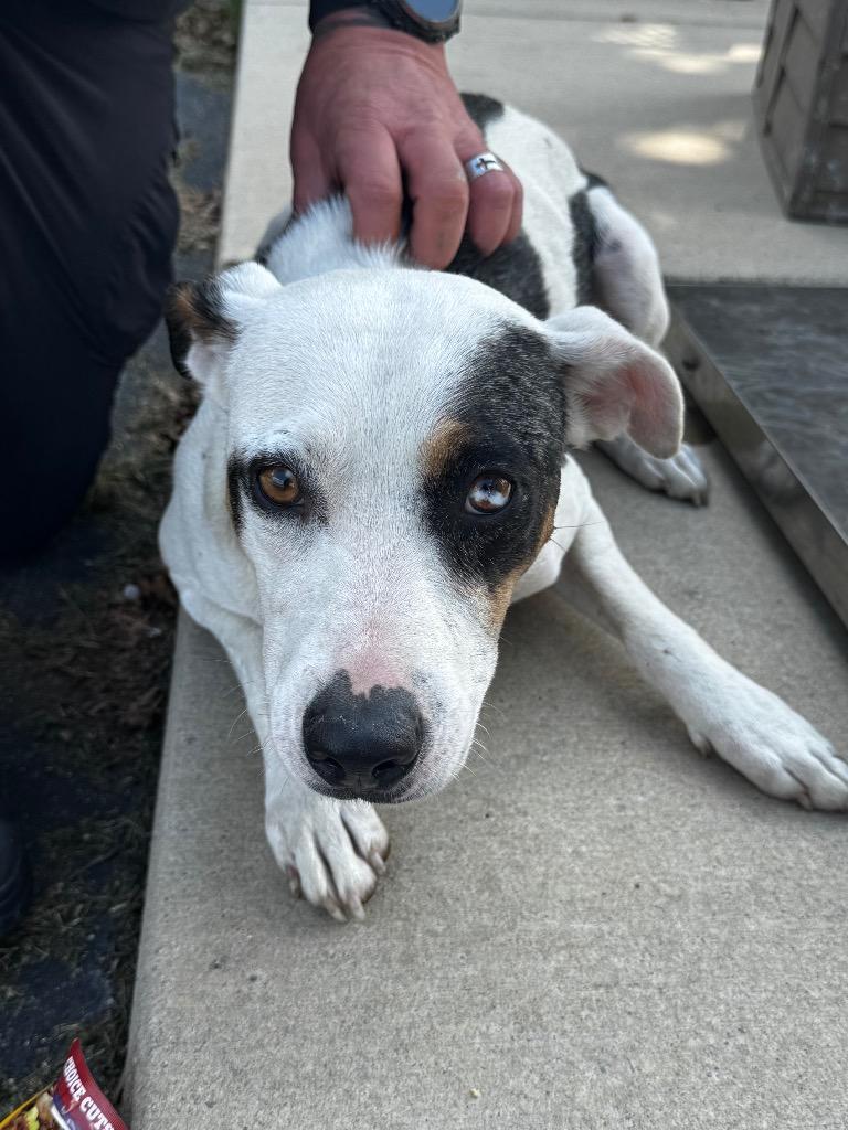 Denali, Adoptable, Adult Female Mixed Breed.