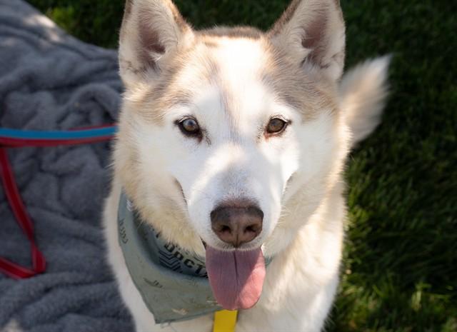 SIMBA, Adoptable, Adult Male Siberian Husky.