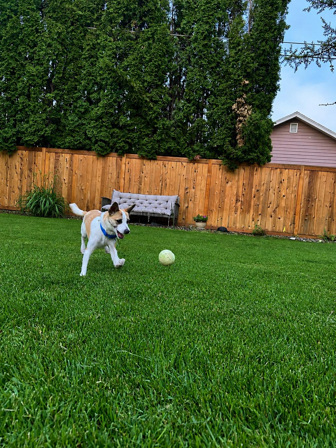 Enlarge Hendrix, a Adoptable Chihuahua in Polson, MT image 1/3