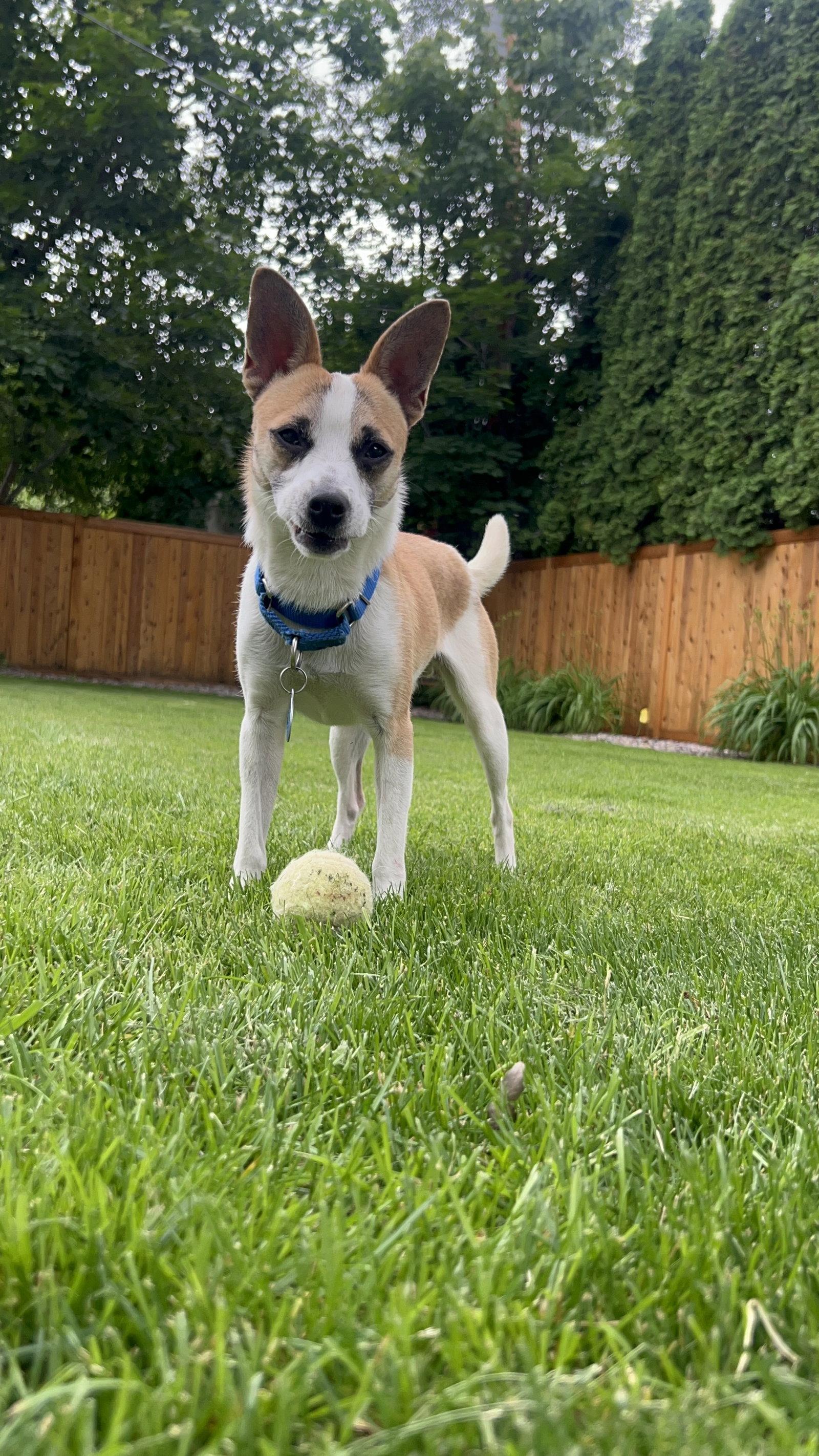 Enlarge Hendrix, a Adoptable Chihuahua in Polson, MT image 2/3