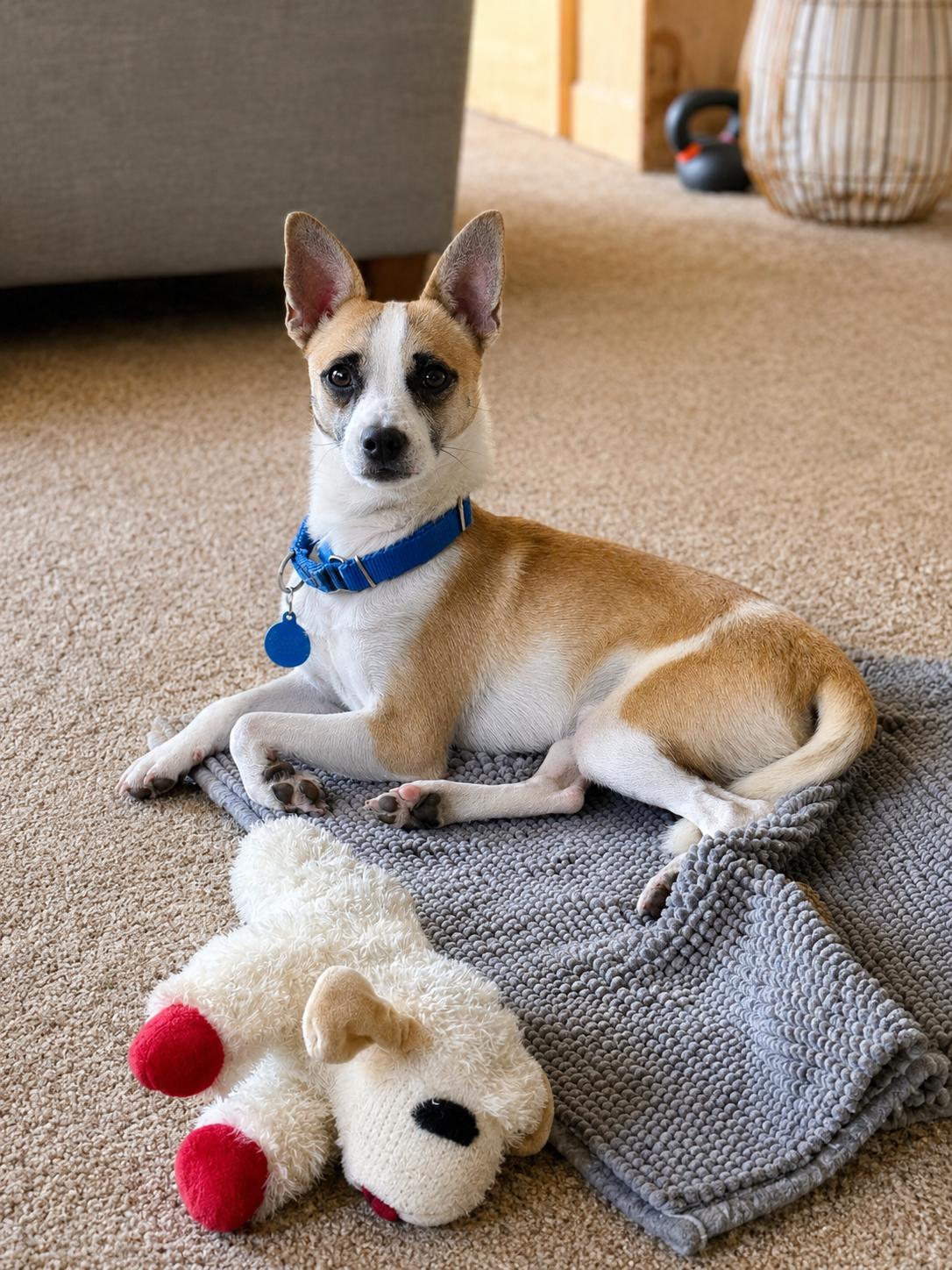 Enlarge Hendrix, a Adoptable Chihuahua in Polson, MT image 3/3