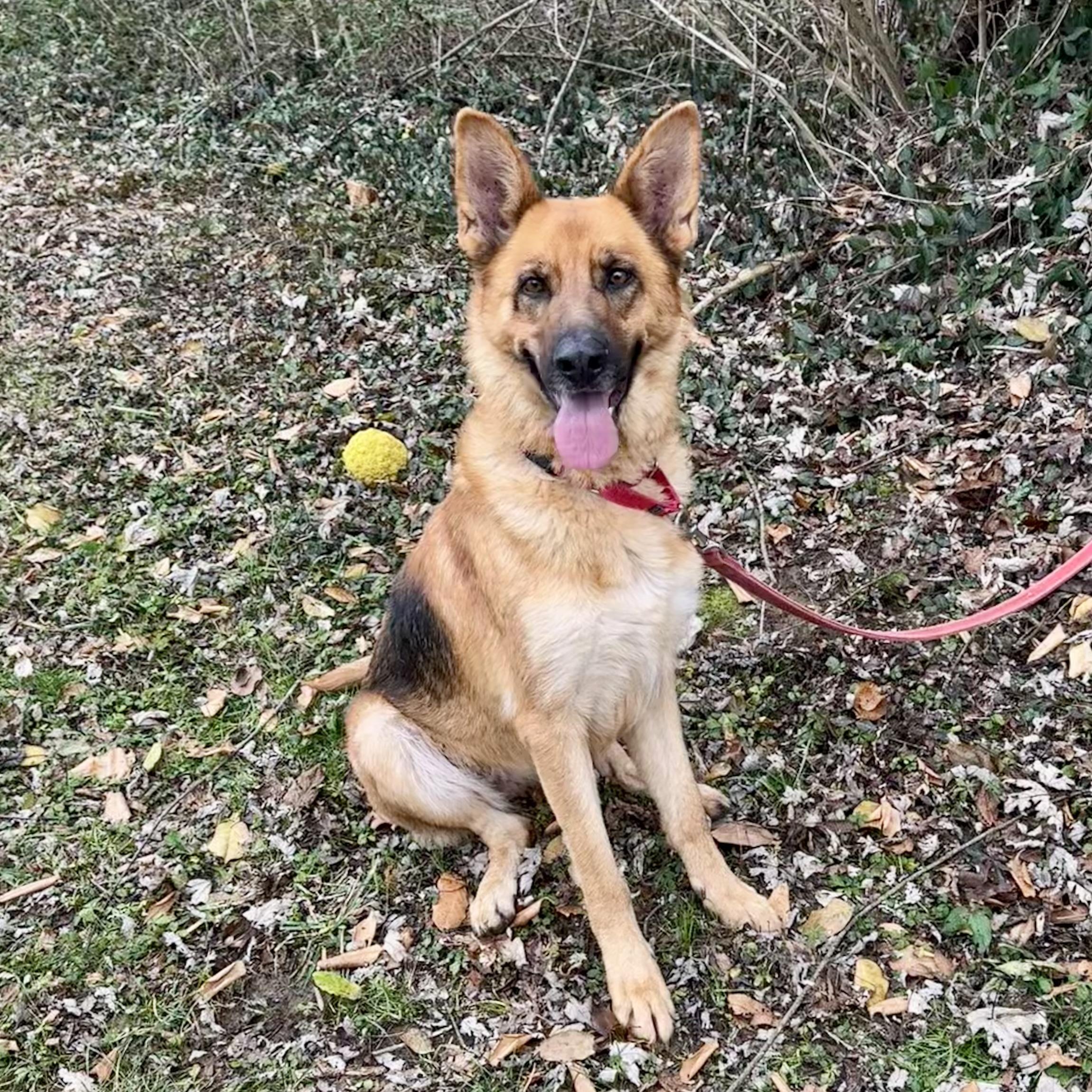 Enlarge Ginger, a ADOPTABLE mixed breed in Maysville, KY image 1/5