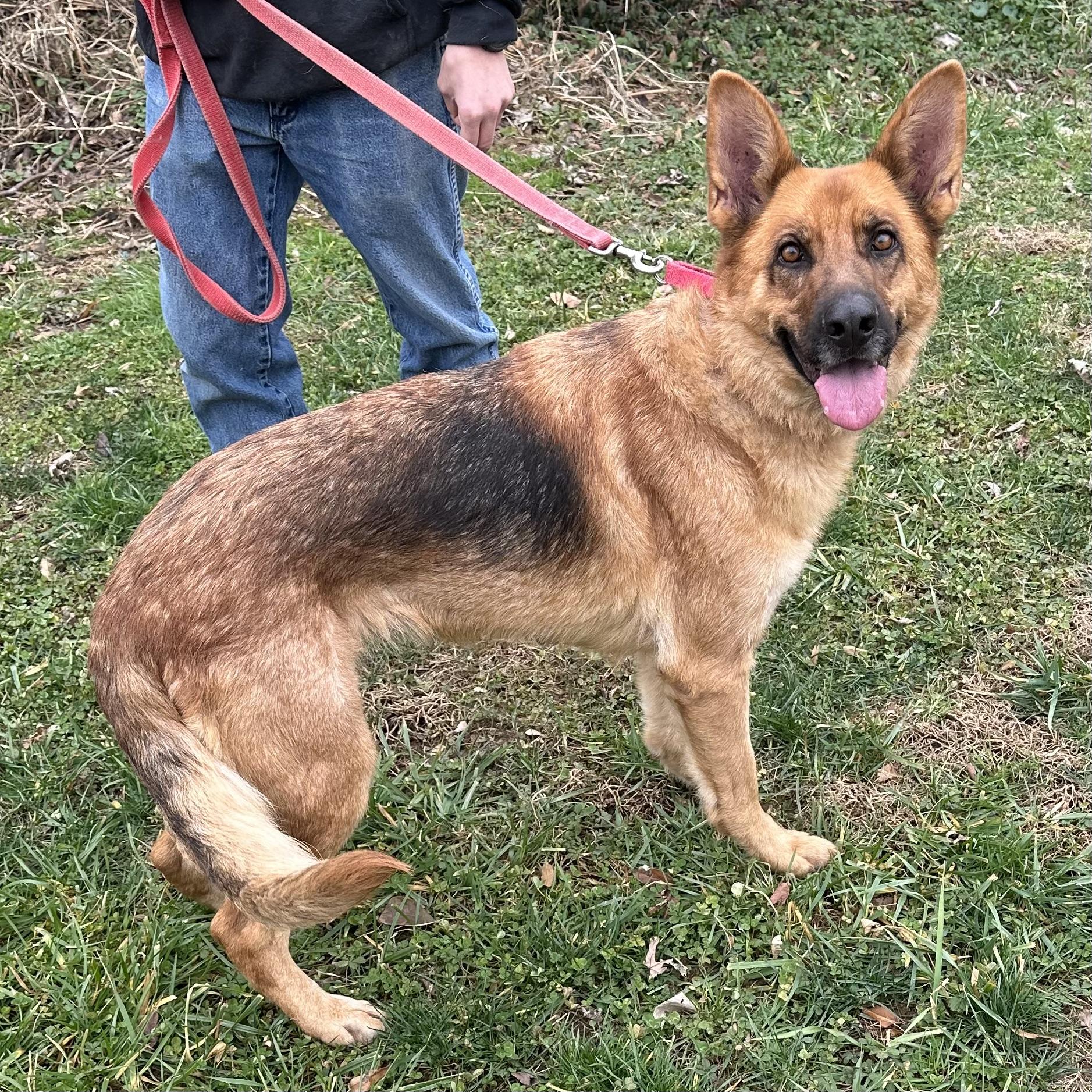Enlarge Ginger, a ADOPTABLE mixed breed in Maysville, KY image 3/5
