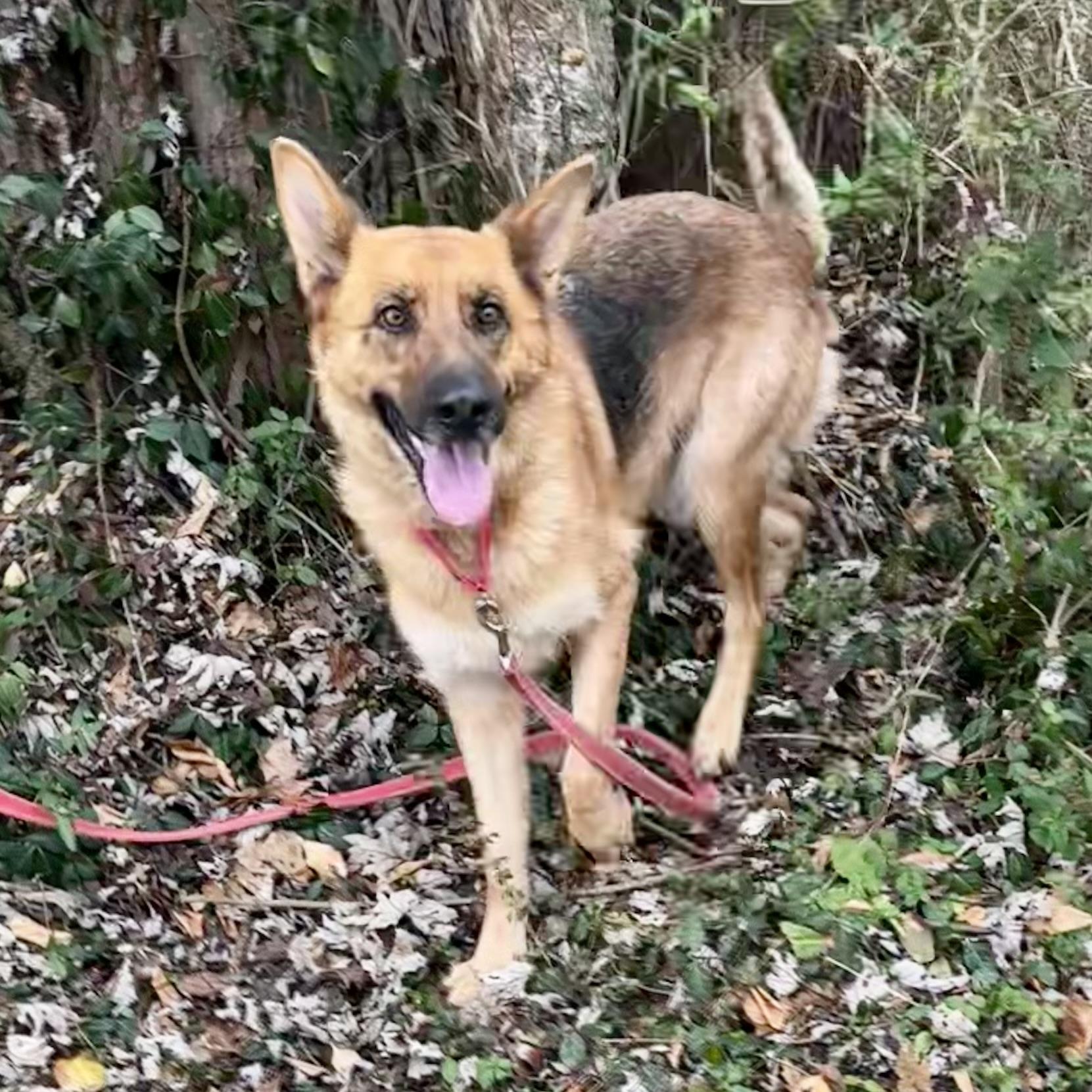 Enlarge Ginger, a ADOPTABLE mixed breed in Maysville, KY image 5/5