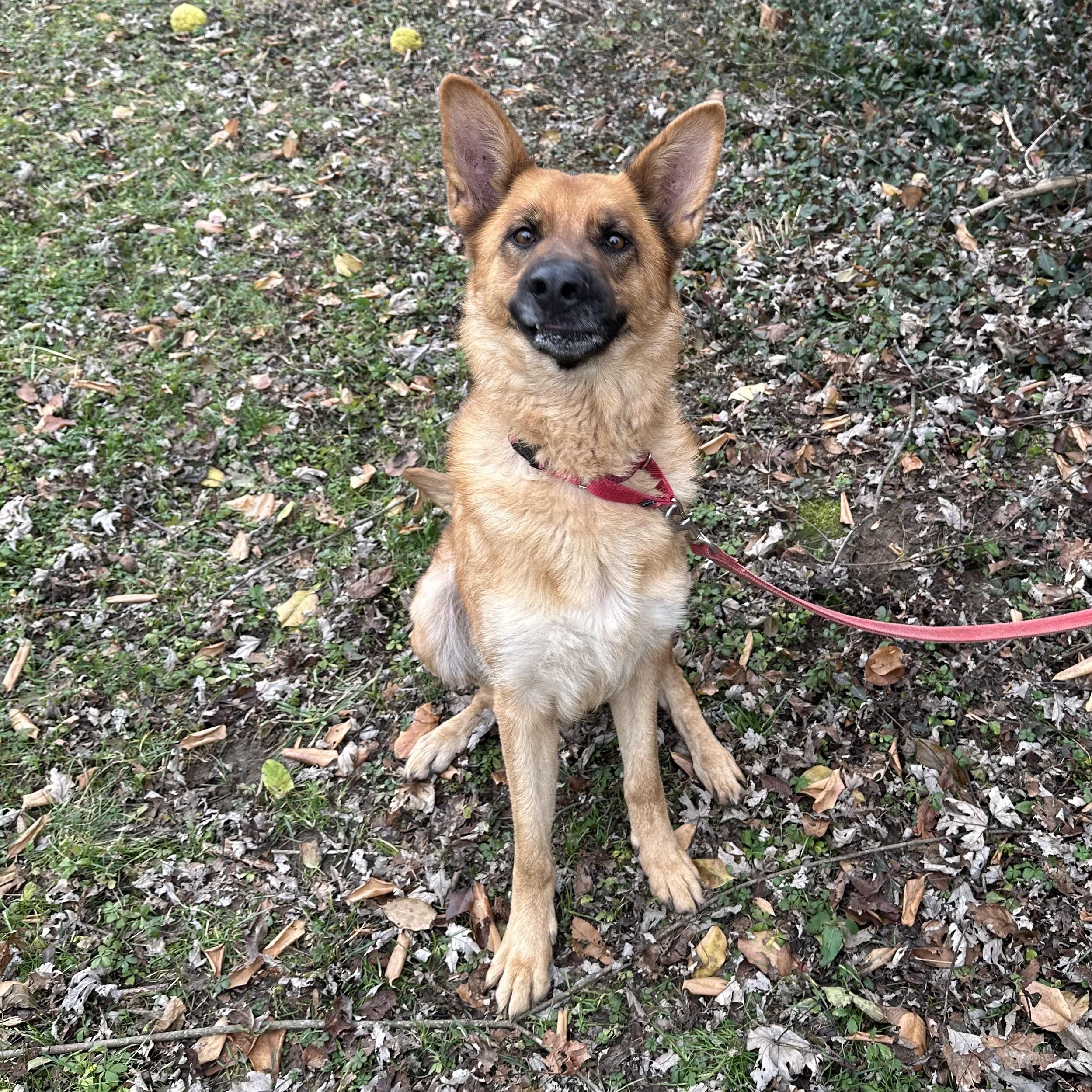 Enlarge Ginger, a ADOPTABLE mixed breed in Maysville, KY image 2/5