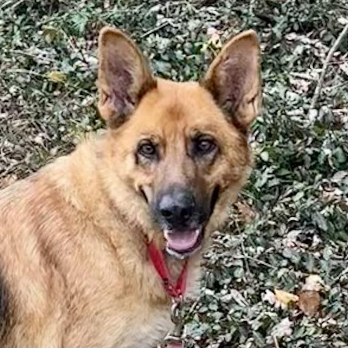 Enlarge Ginger, a ADOPTABLE mixed breed in Maysville, KY image 4/5