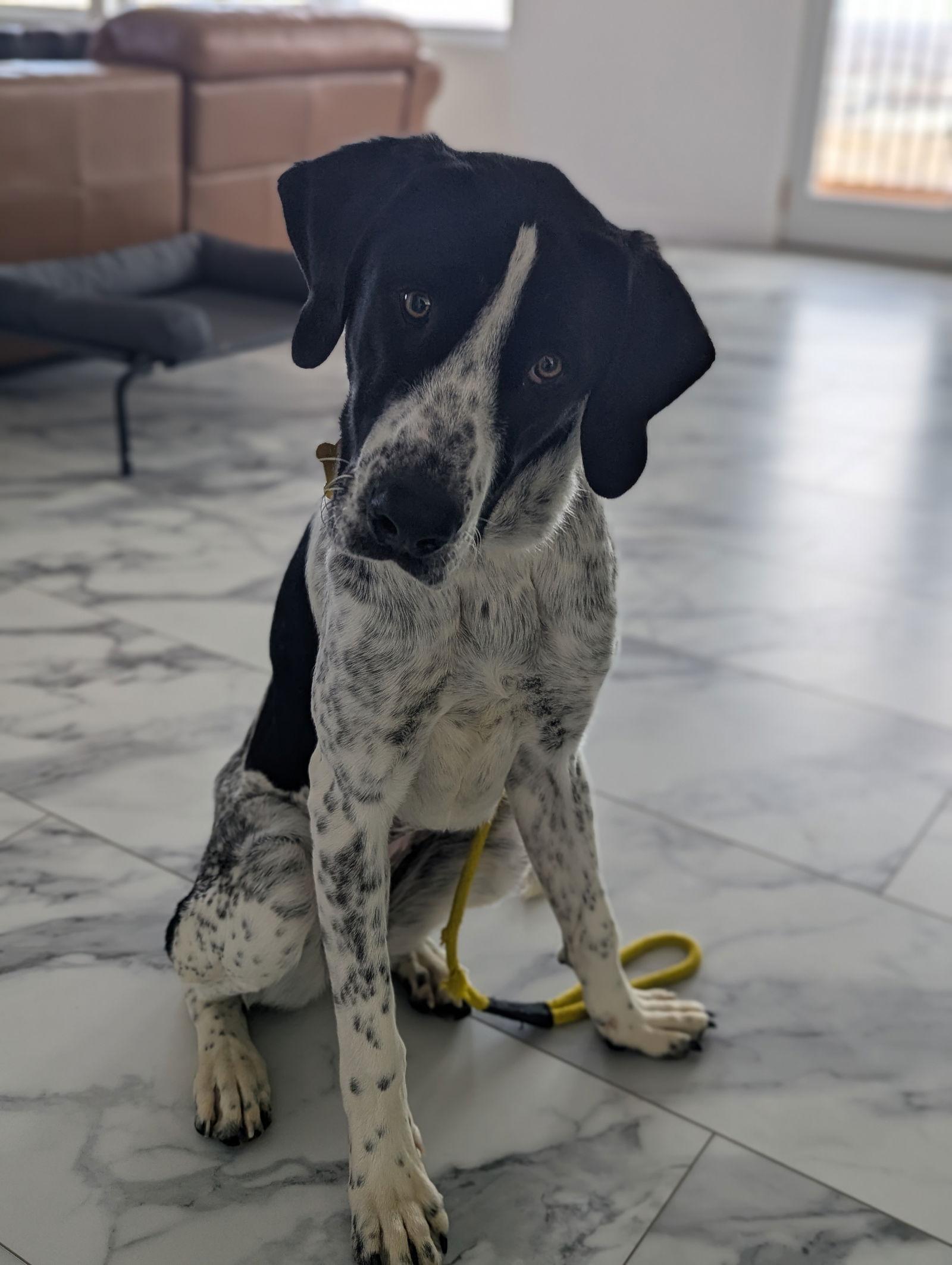 Lucey, Adopted, Adult Female Hound.