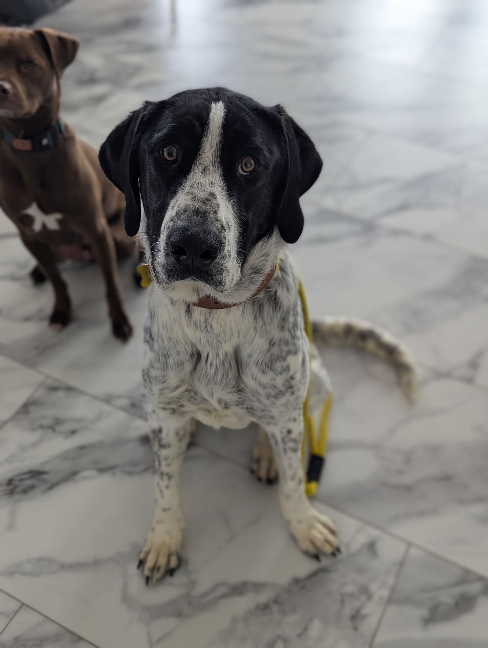 Enlarge Lucey, a Adopted Hound in Salt Lake City, UT image 2/3