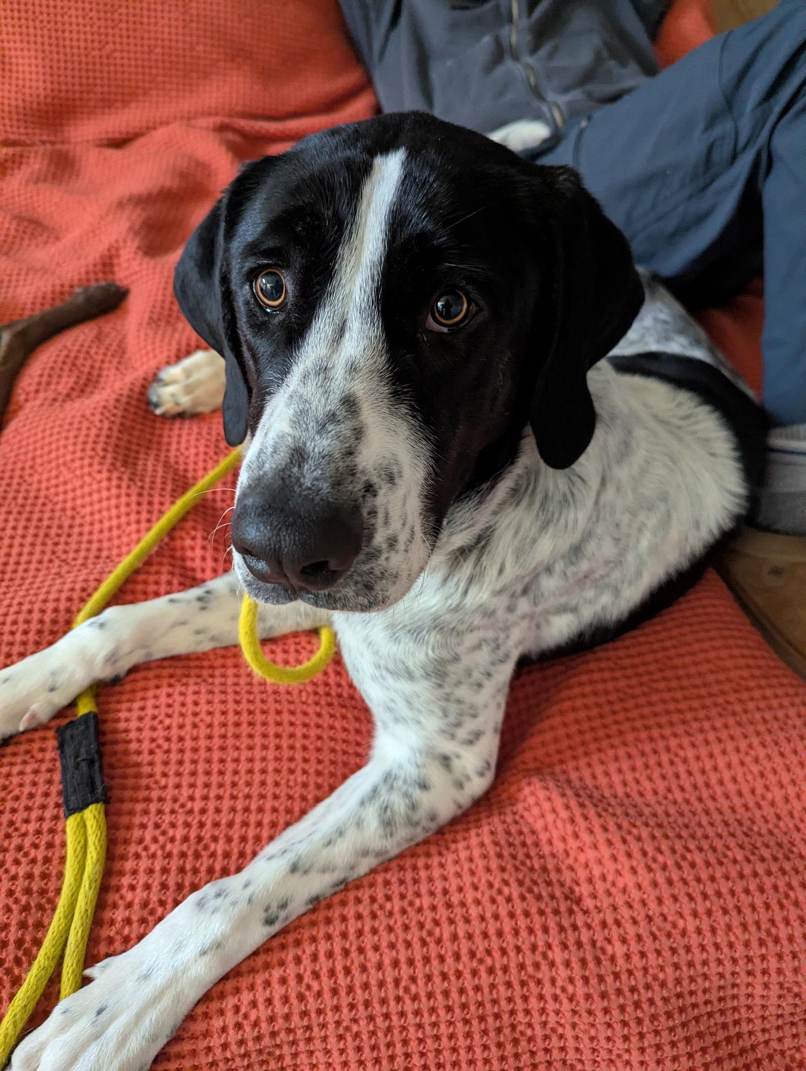 Enlarge Lucey, a Adopted Hound in Salt Lake City, UT image 3/3