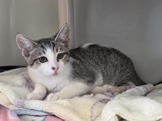 KEIKO, Adoptable, Kitten Female Domestic Short Hair.