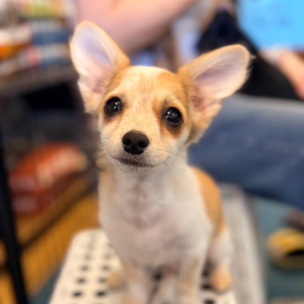 Enlarge Foxy, a Adoptable mixed breed in Sacramento, CA image 1/3