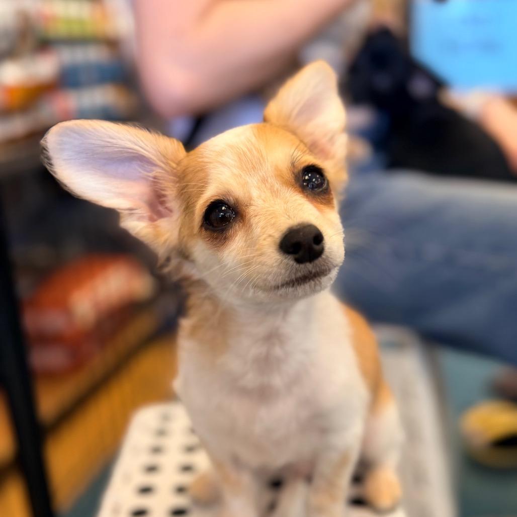 Enlarge Foxy, a Adoptable mixed breed in Sacramento, CA image 2/3