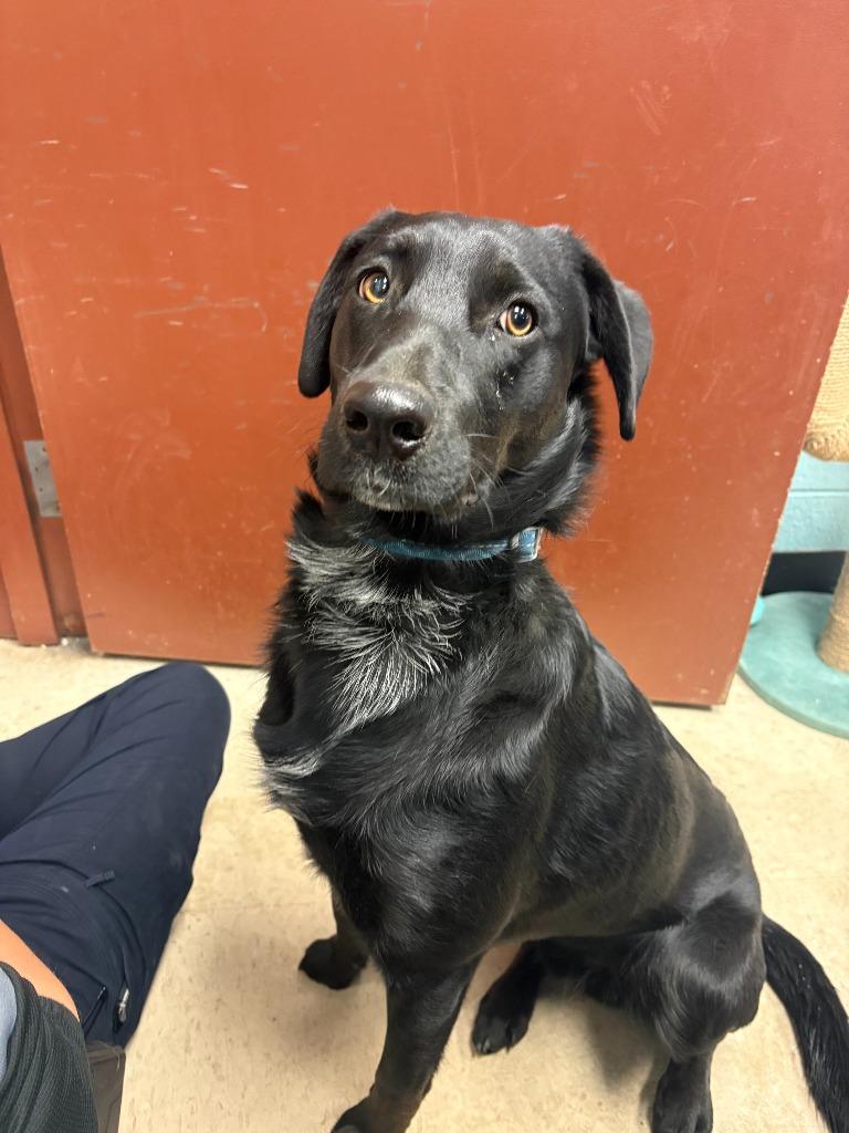 Oscar, a Adoptable mixed breed in Rock Springs, WY image 1/2