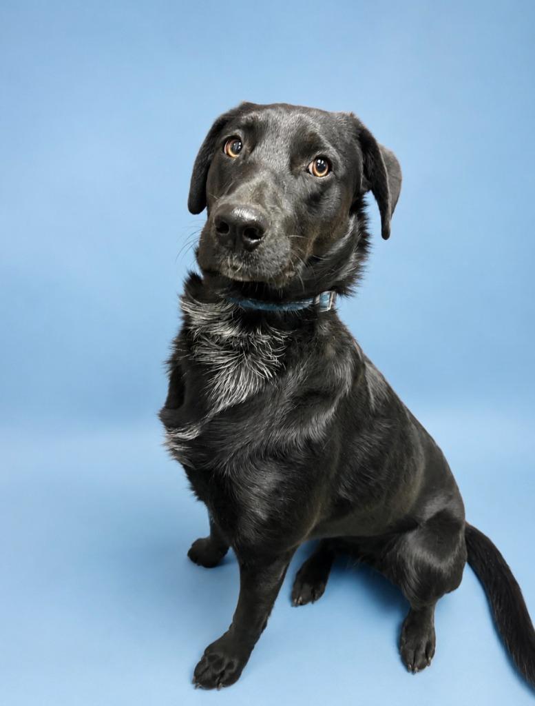 Oscar, a Adoptable mixed breed in Rock Springs, WY image 2/2