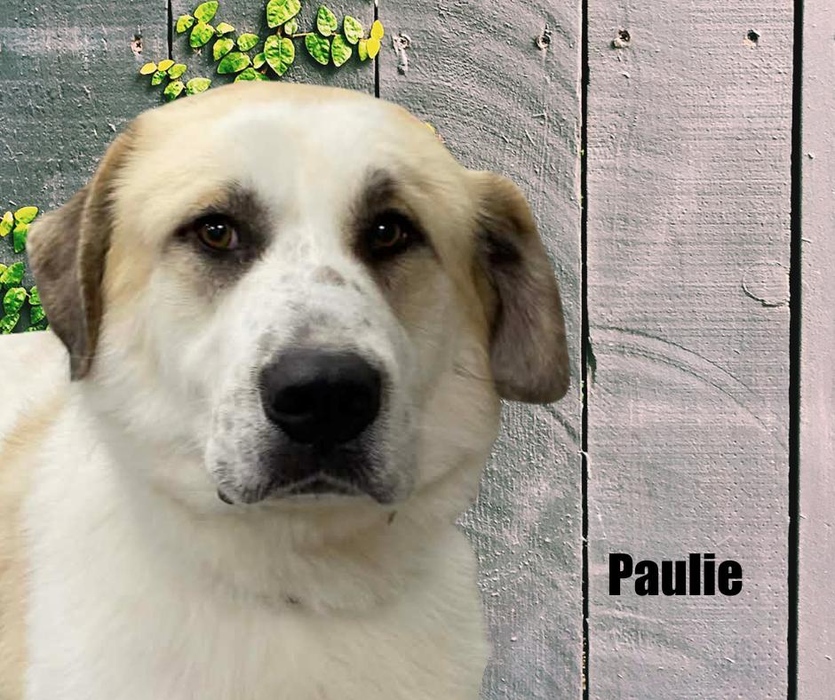 Paulie, a ADOPTABLE Great Pyrenees in Marshville, NC image 1/2