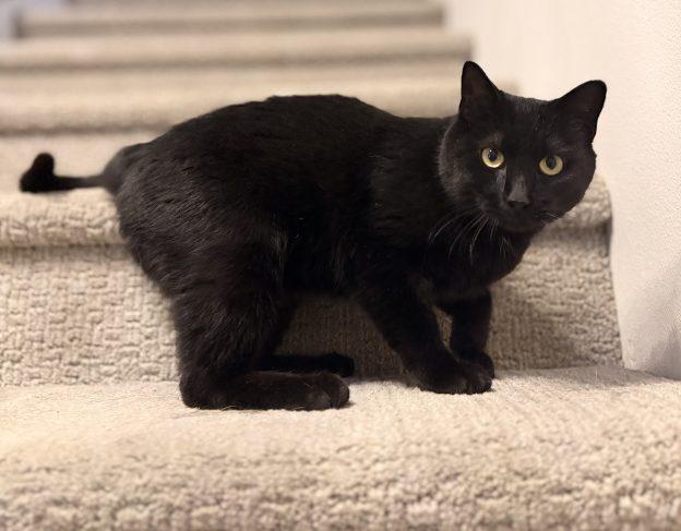 Enlarge Camino, a Adoptable Domestic Short Hair in Anchorage, AK image 1/1