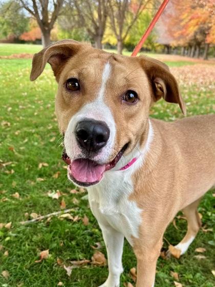 Patty, a Adoptable mixed breed in Yakima, WA image 1/3