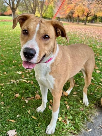 Patty, a Adoptable mixed breed in Yakima, WA image 2/3