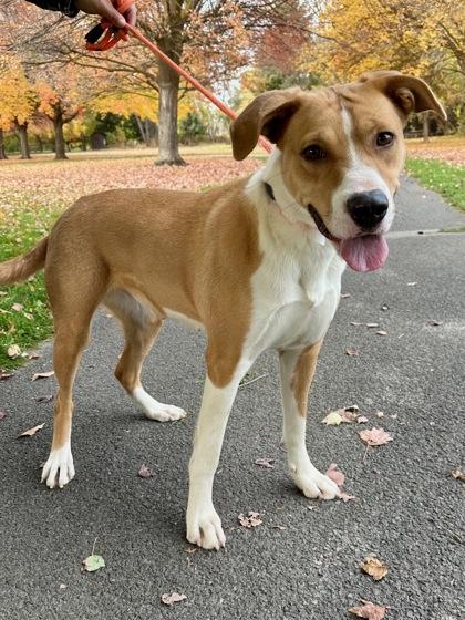 Patty, a Adoptable mixed breed in Yakima, WA image 3/3