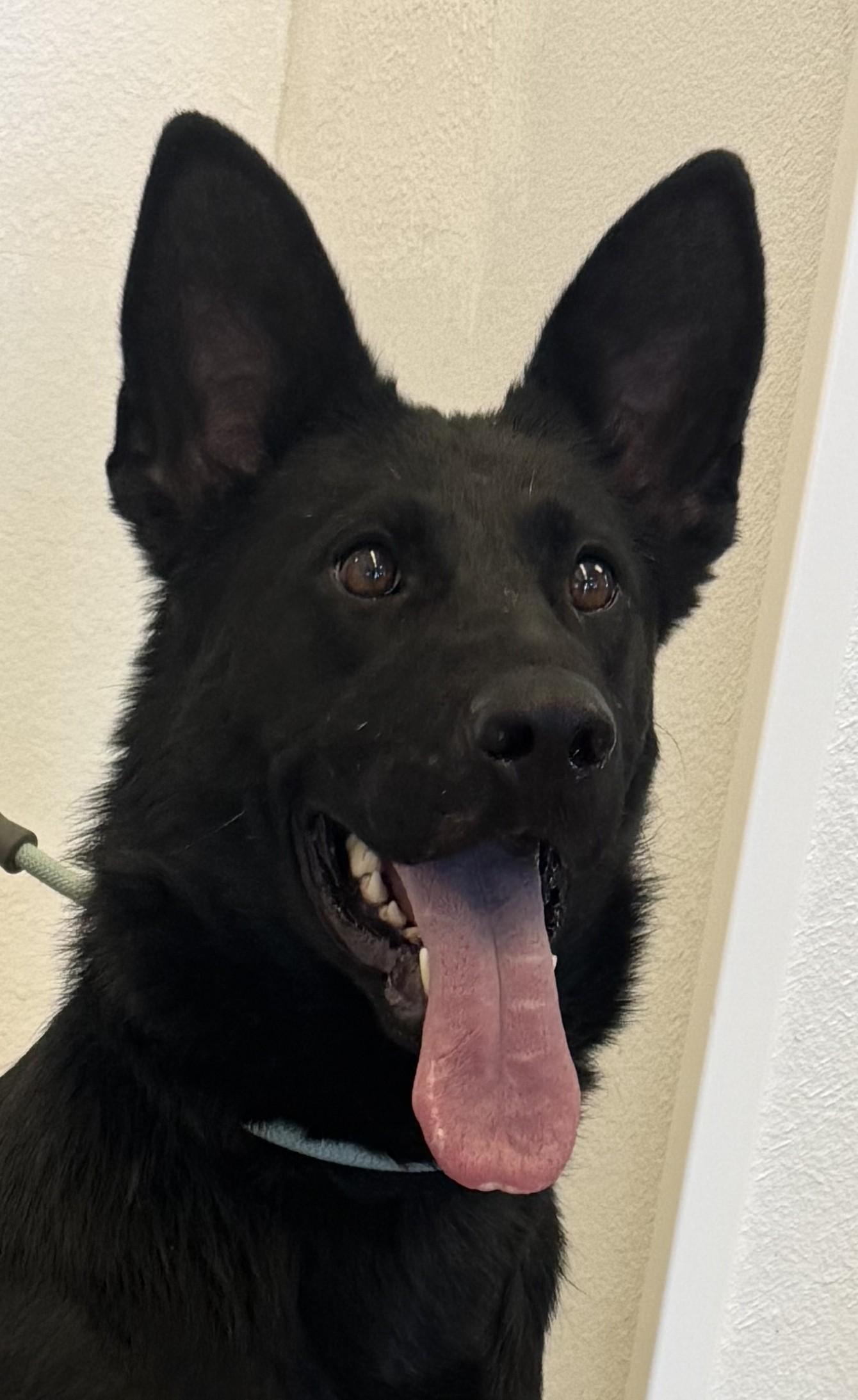 Nox, a ADOPTABLE German Shepherd Dog in Greeley, CO image 1/2