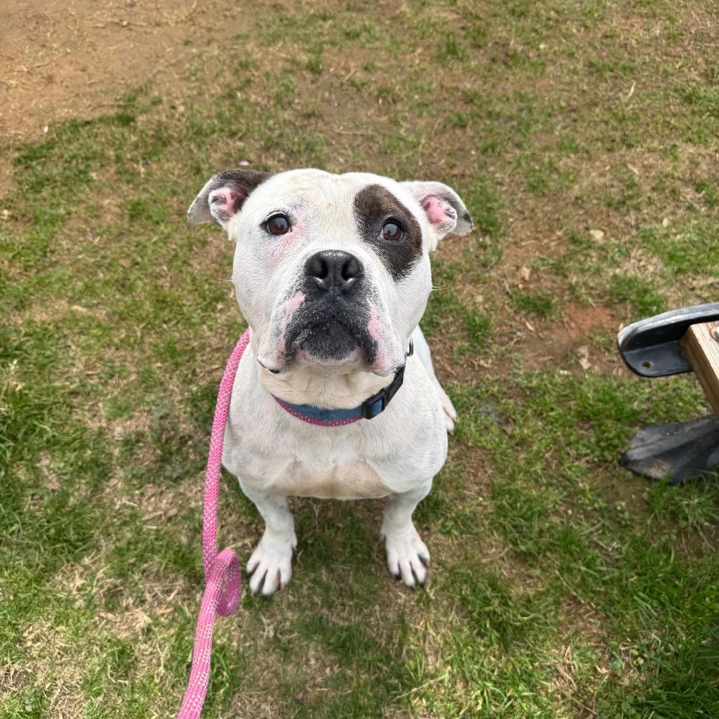 Arrow 5706 — thumbnail 3