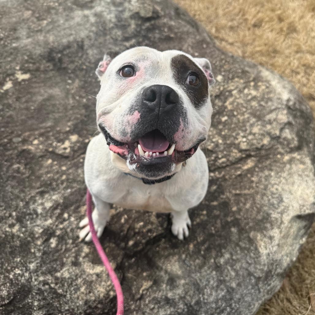 Arrow 5706 — thumbnail 4