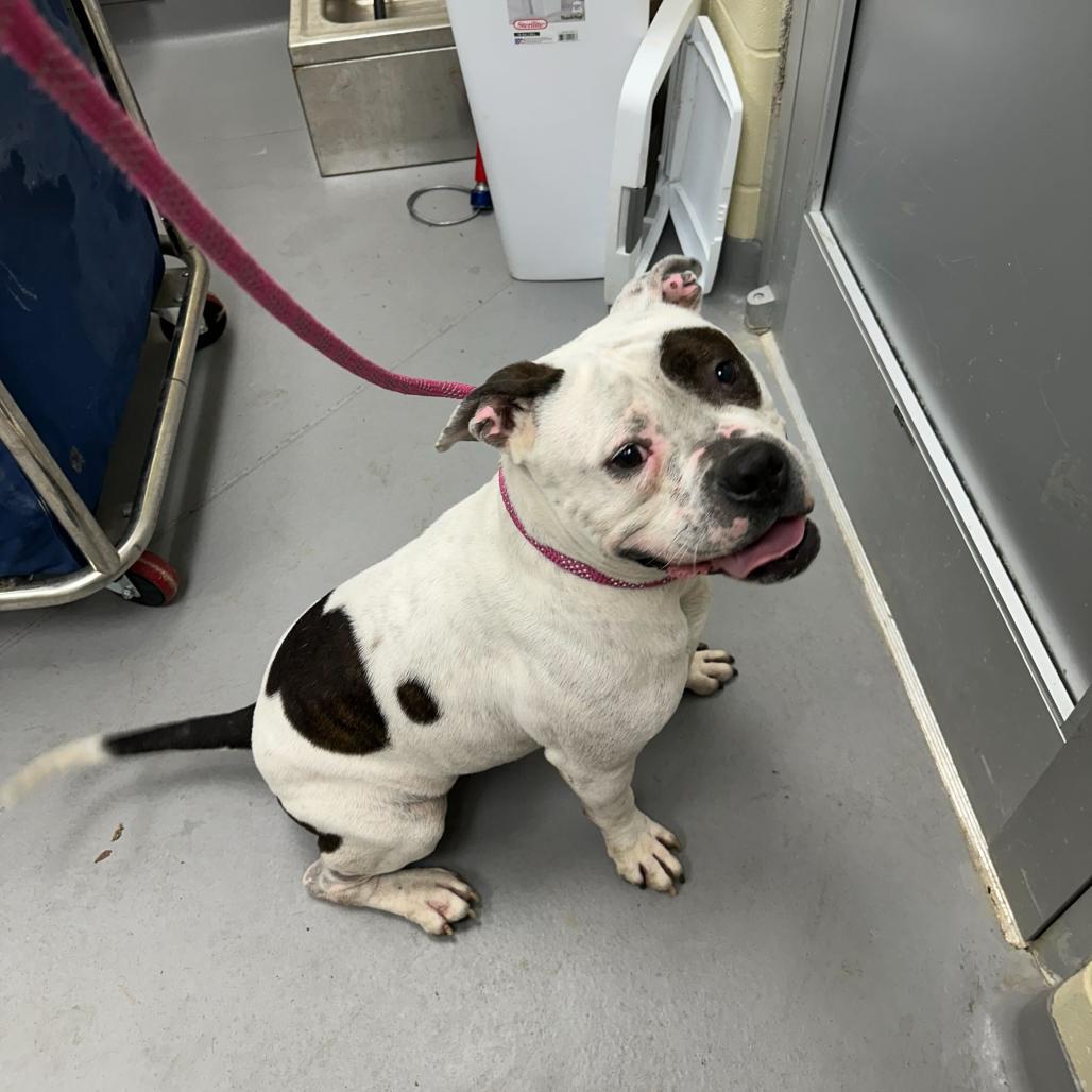 Arrow 5706 — thumbnail 6