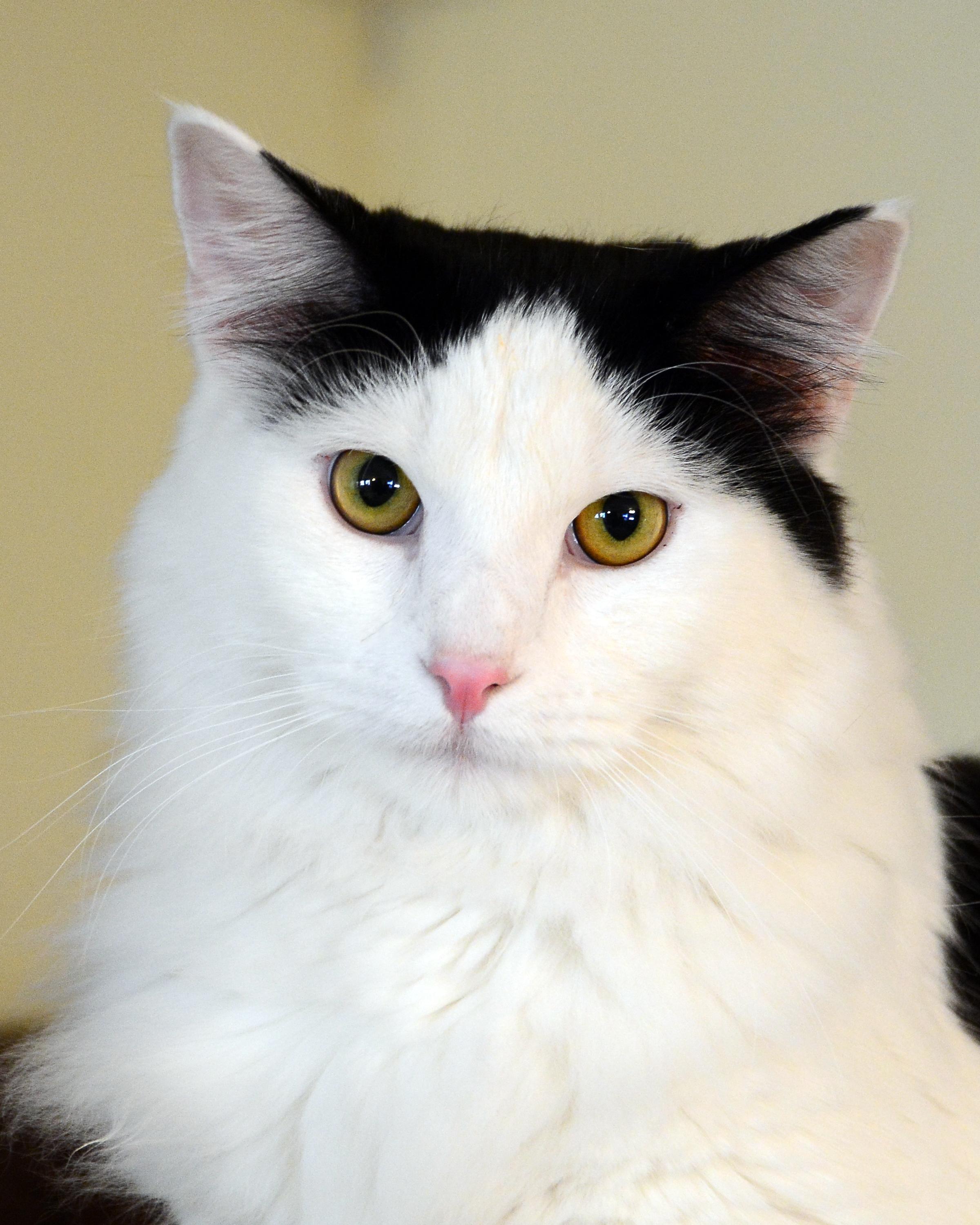 Enlarge Rygel, a ADOPTABLE Domestic Medium Hair in Corrales, NM image 2/2