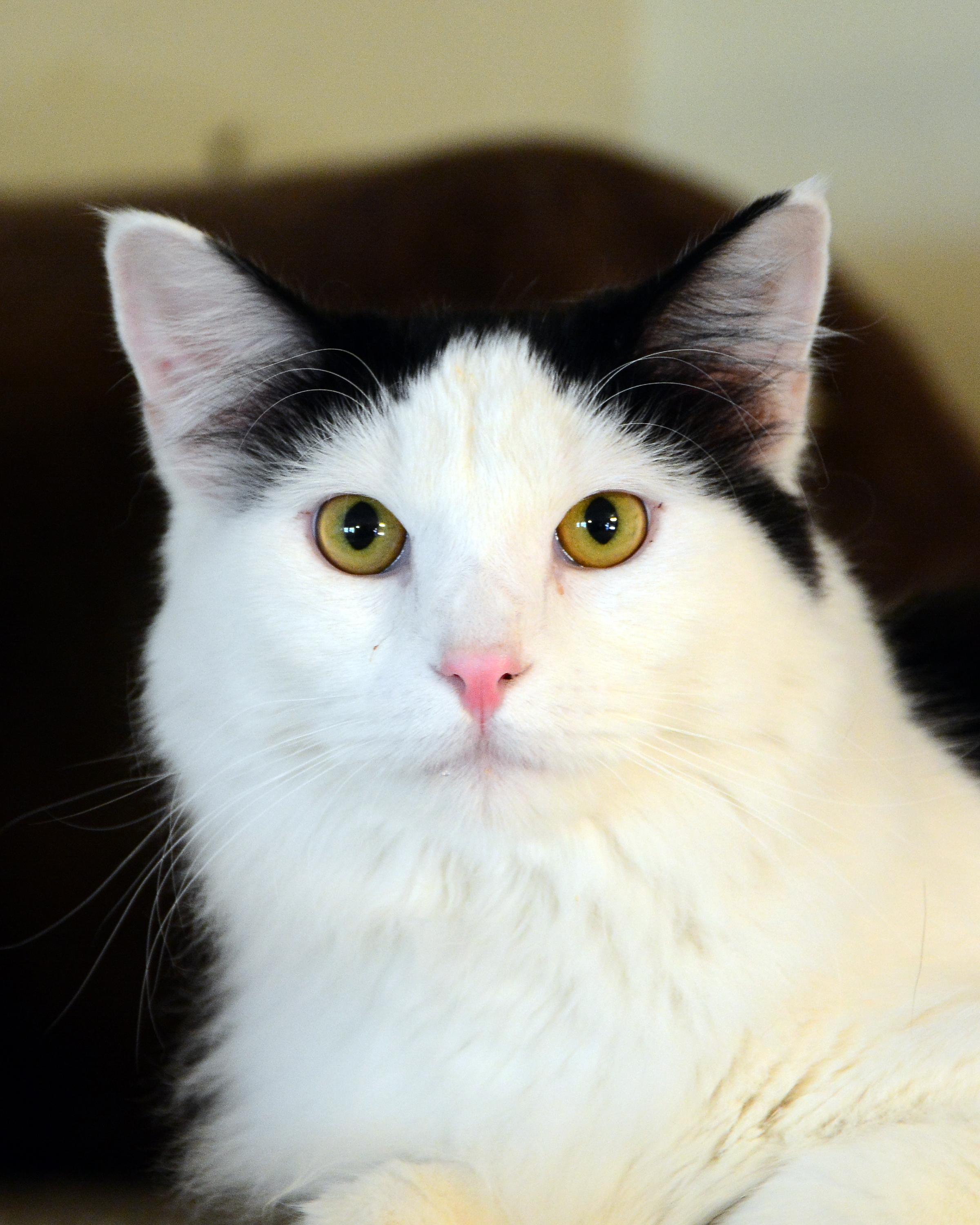 Rygel, ADOPTABLE, Young Male Domestic Medium Hair.