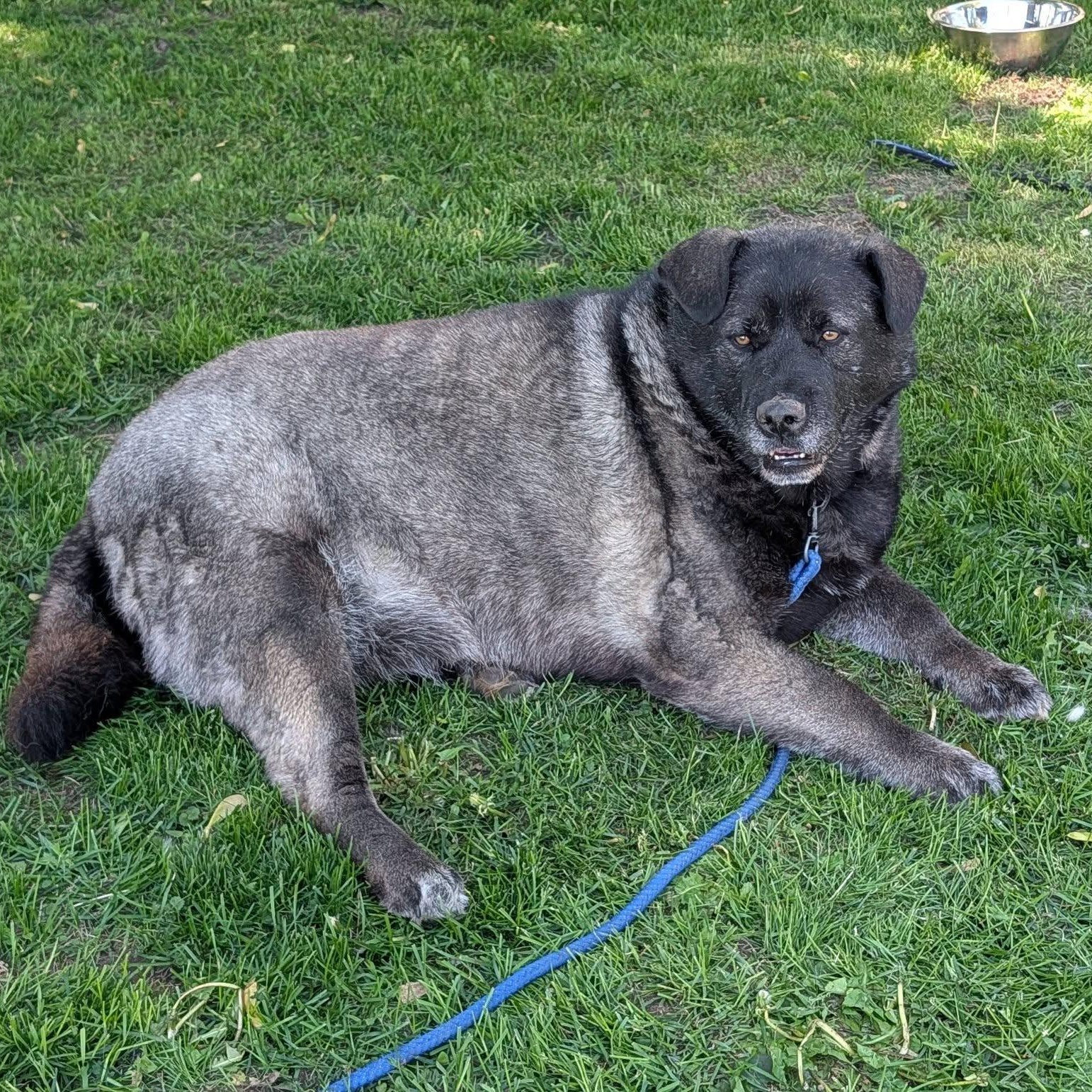 Enlarge Muskwa, a ADOPTABLE mixed breed in Woodstock, ON image 2/5