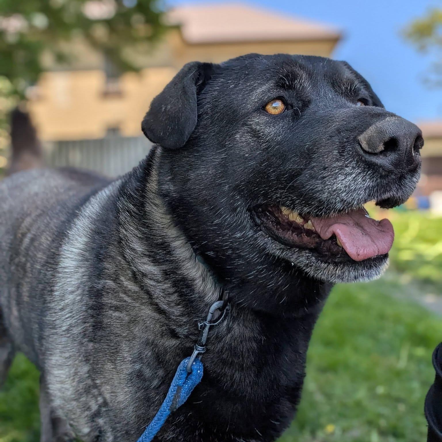 Muskwa, ADOPTABLE, Adult Male Labrador Retriever.