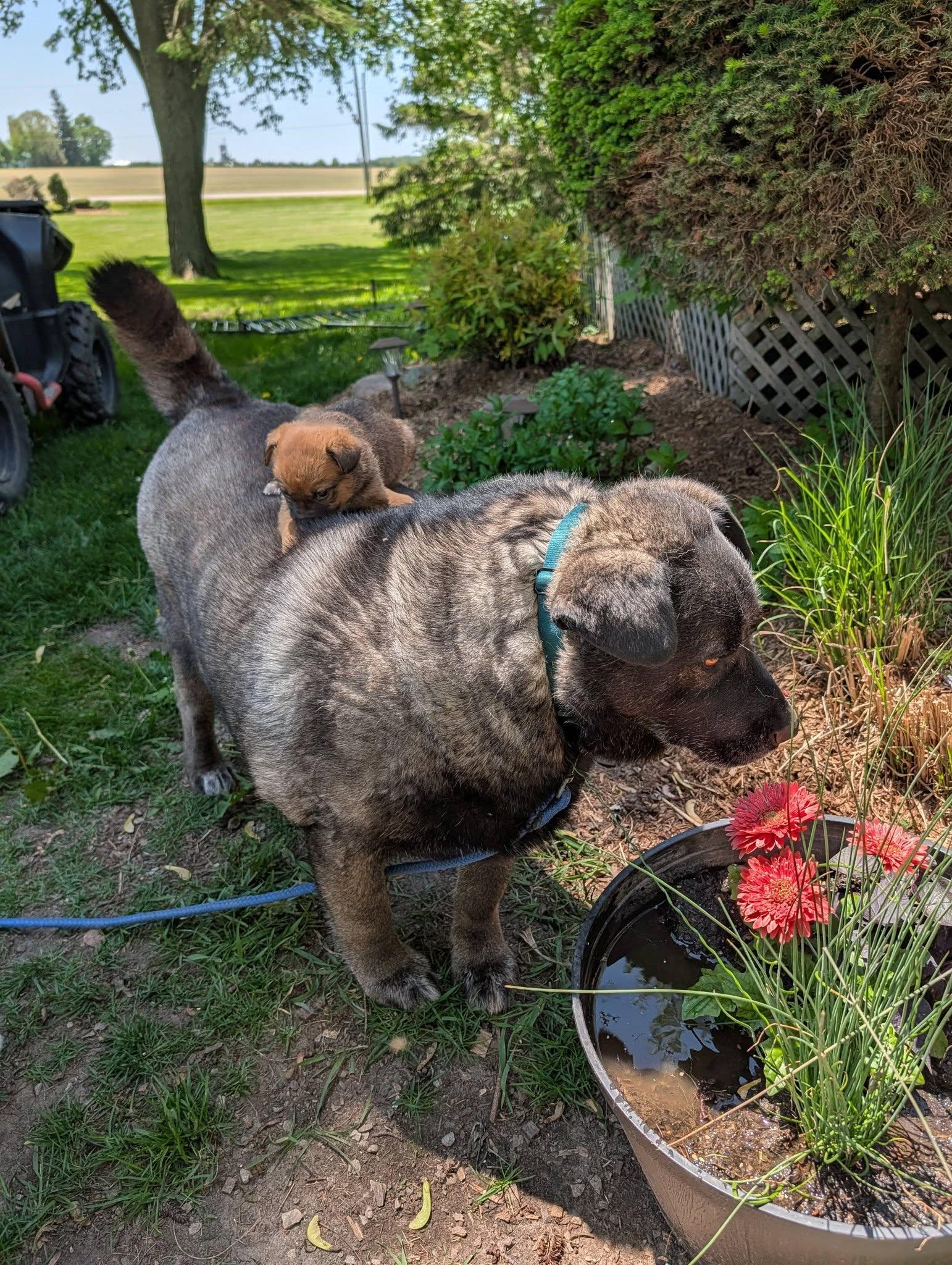 Enlarge Muskwa, a ADOPTABLE mixed breed in Woodstock, ON image 5/5