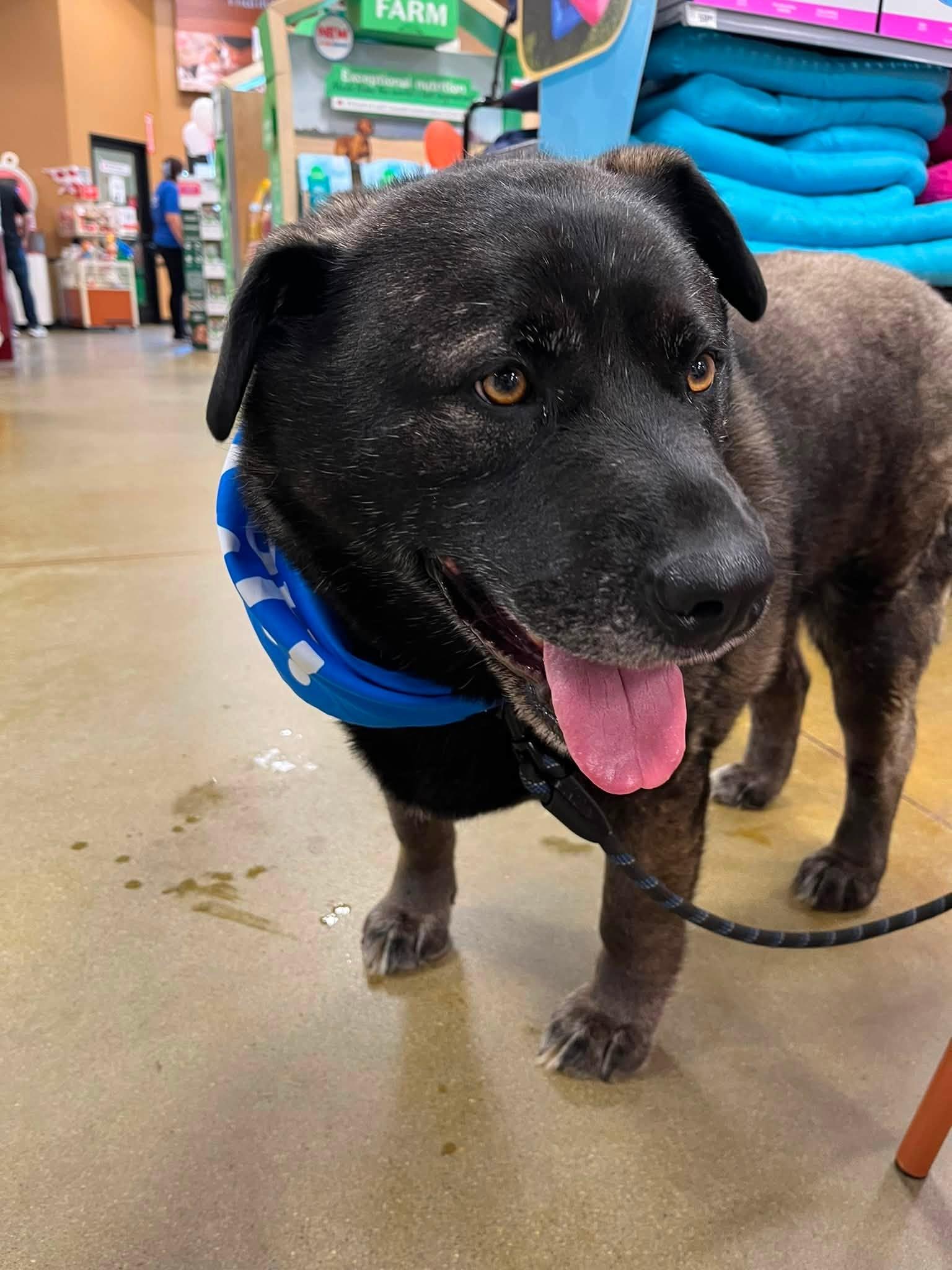 Enlarge Muskwa, a ADOPTABLE mixed breed in Woodstock, ON image 4/5