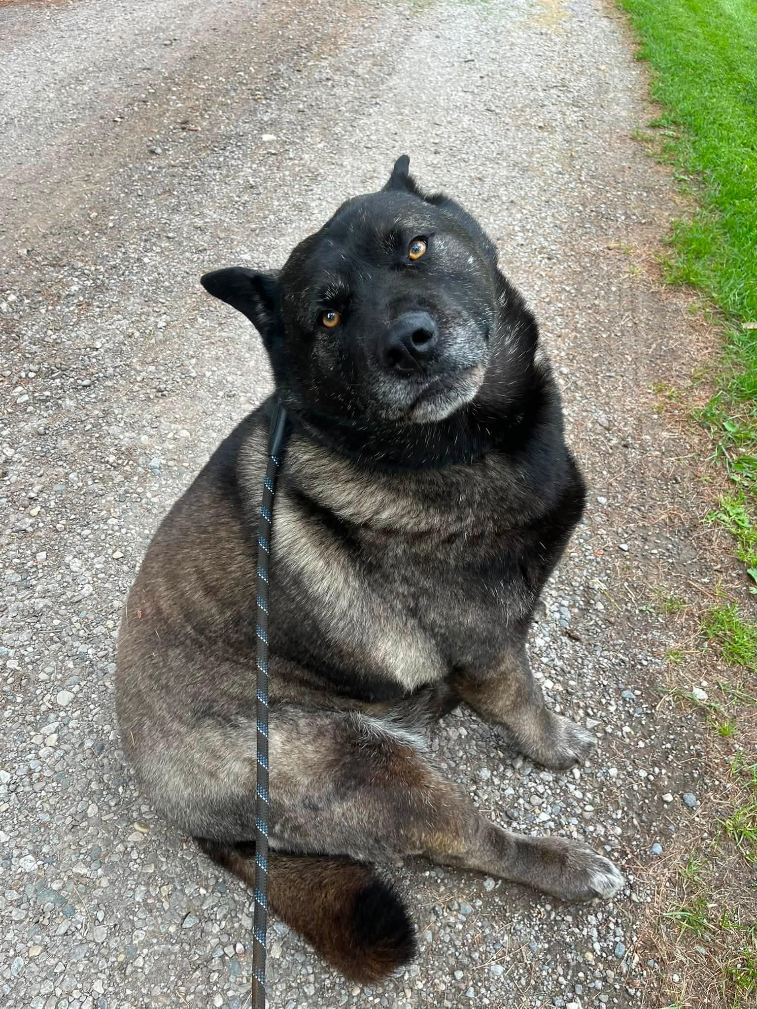 Enlarge Muskwa, a ADOPTABLE mixed breed in Woodstock, ON image 3/5