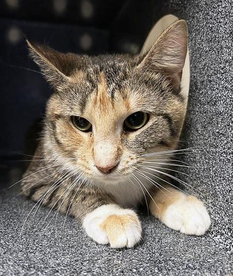 Catty Stevens, adopted, Adult Female Domestic Short Hair.