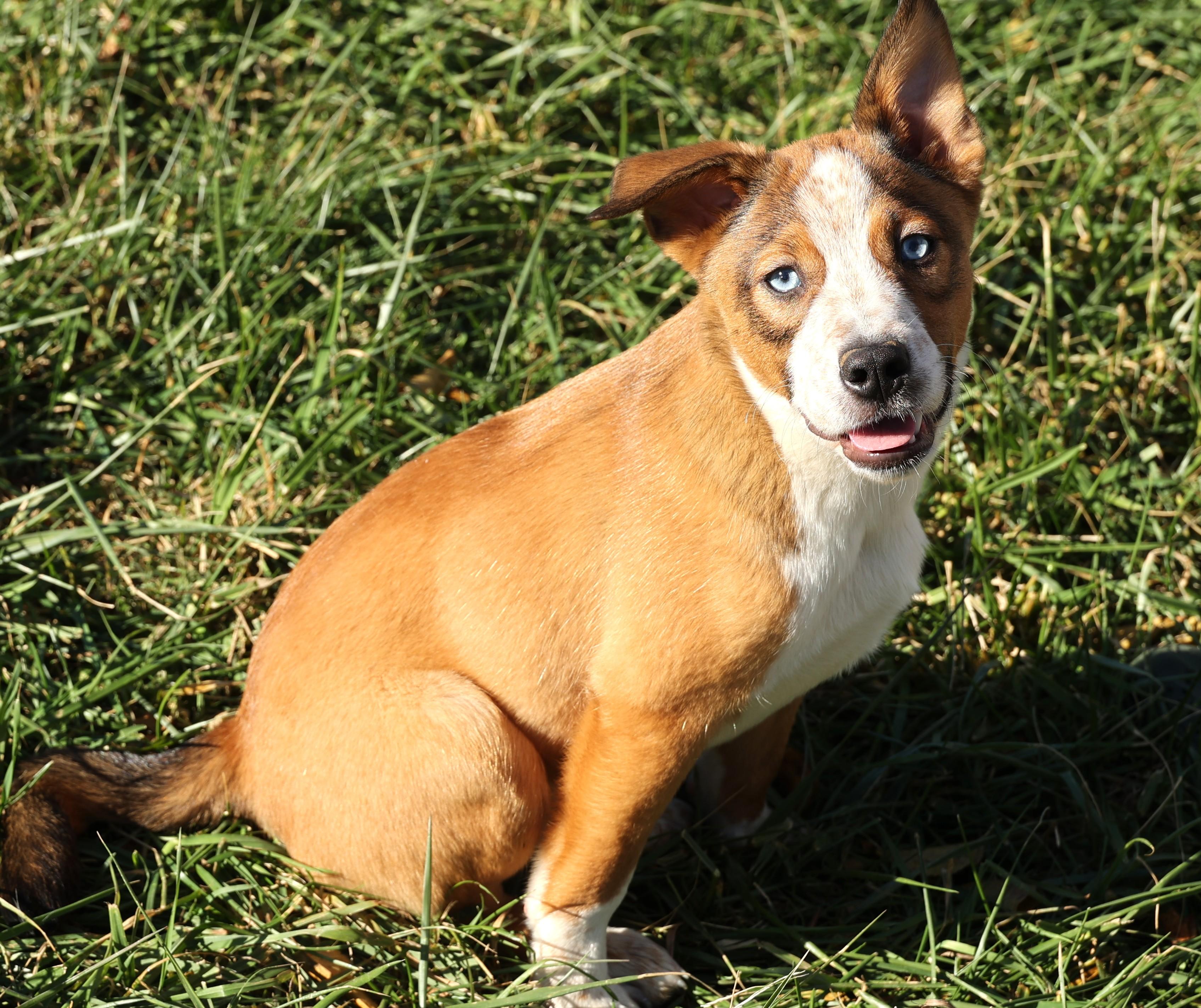 Ruger-Available! www.lhar.dog to apply!, a Adoptable mixed breed in Frederick, MD image 2/6
