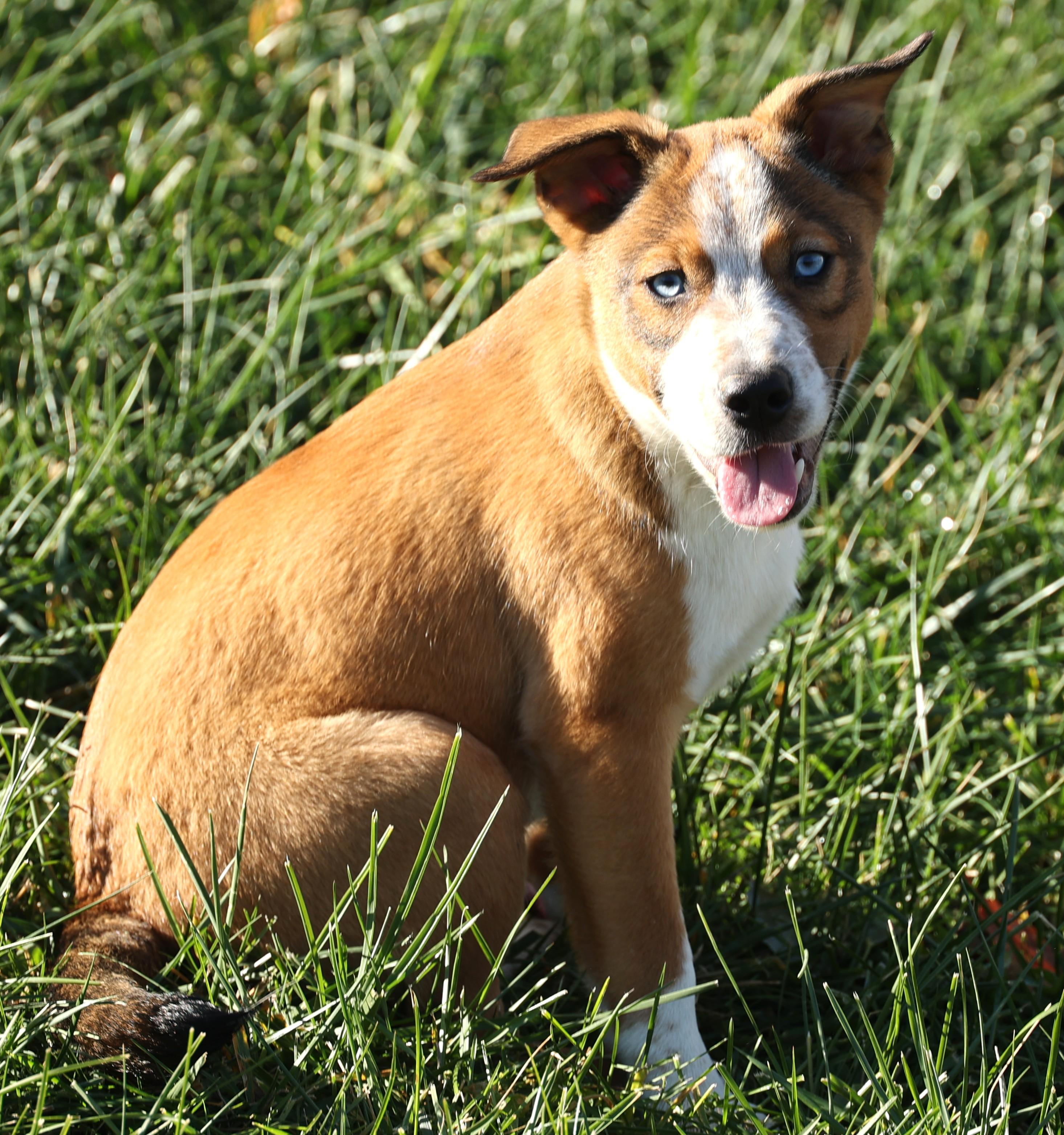 Ruger-Available! www.lhar.dog to apply!, a Adoptable mixed breed in Frederick, MD image 1/6
