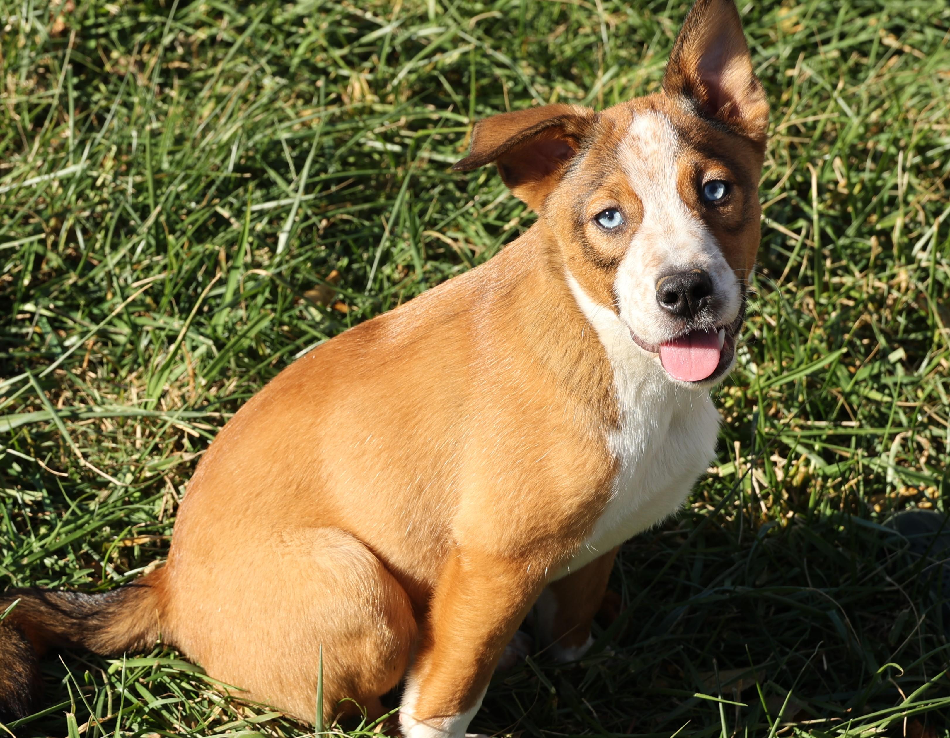 Ruger-Available! www.lhar.dog to apply!, a Adoptable mixed breed in Frederick, MD image 3/6