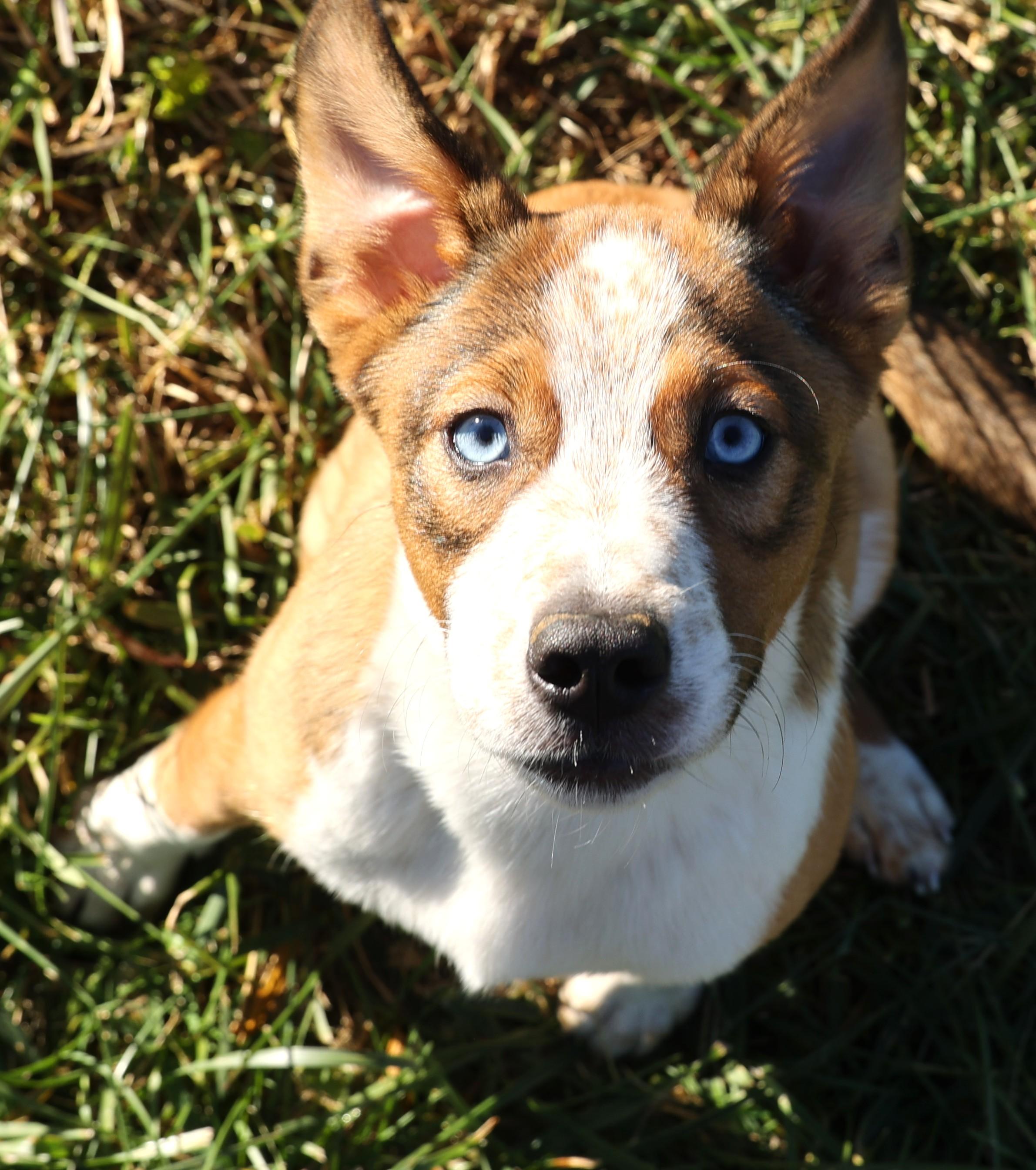 Ruger-Available! www.lhar.dog to apply!, a Adoptable mixed breed in Frederick, MD image 4/6