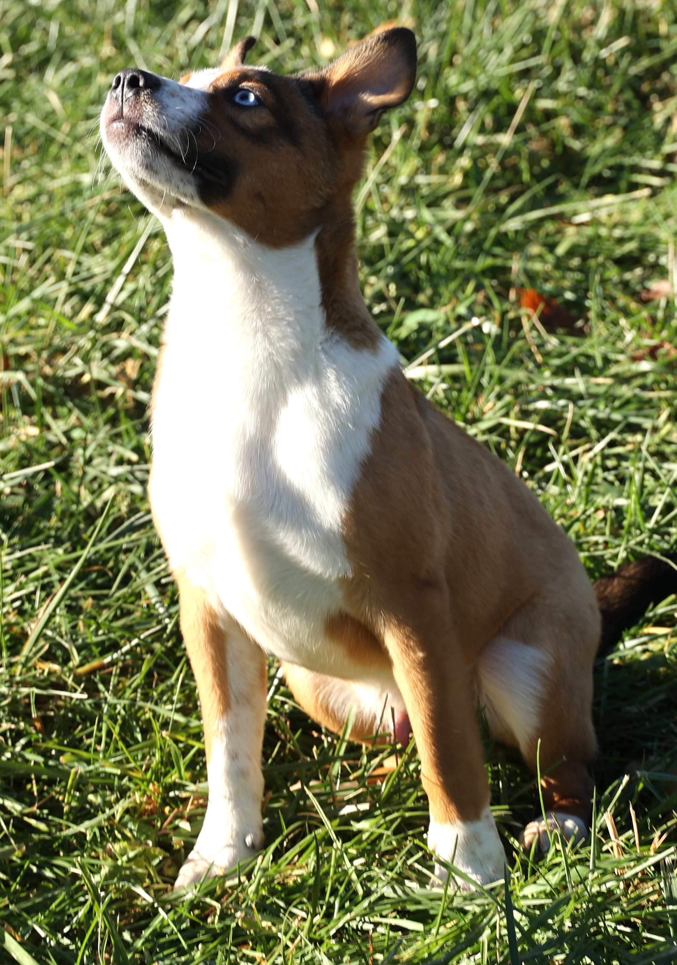 Ruger-Available! www.lhar.dog to apply!, a Adoptable mixed breed in Frederick, MD image 5/6