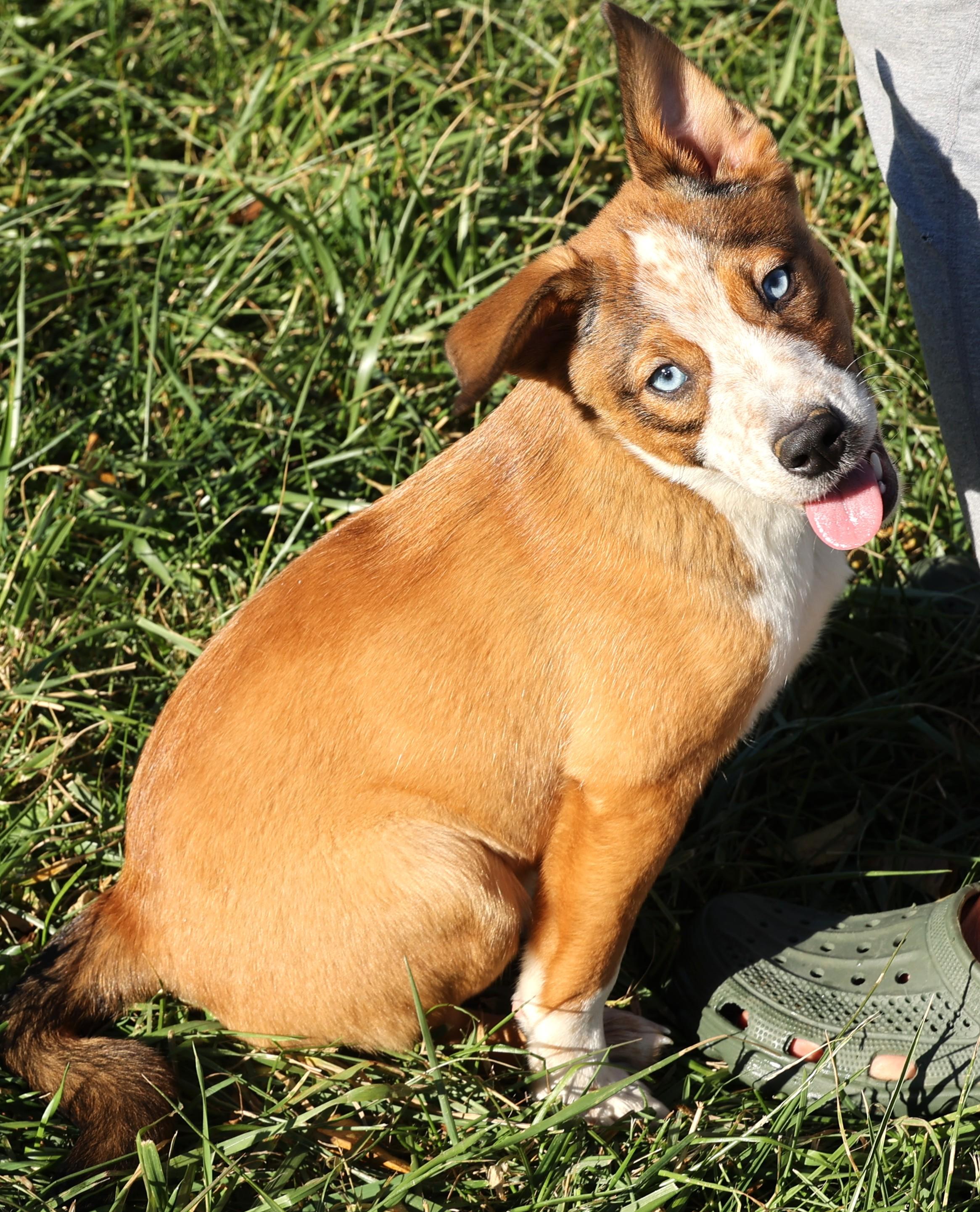 Ruger-Available! www.lhar.dog to apply!, a Adoptable mixed breed in Frederick, MD image 6/6