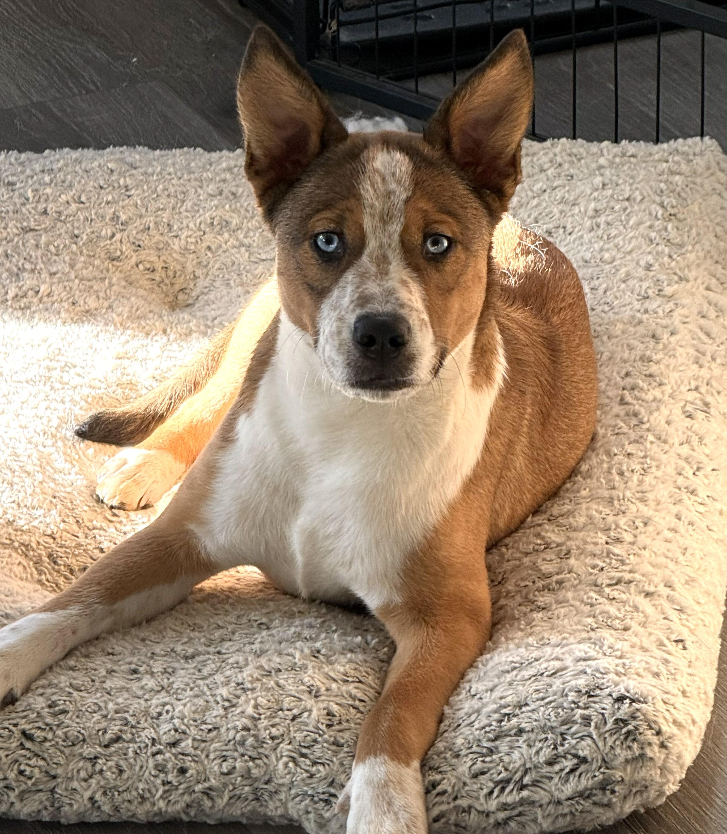 Ruger-Available! www.lhar.dog to apply!, Adoptable, Puppy Male Husky.