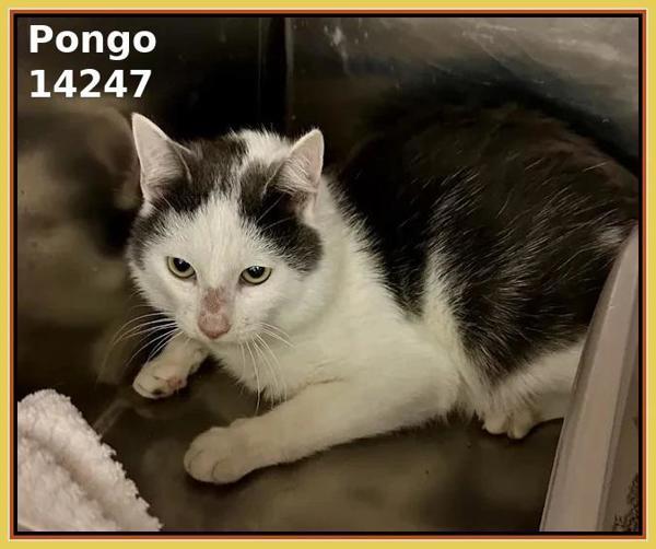Pongo (708), Adoptable, Adult Male Domestic Short Hair.