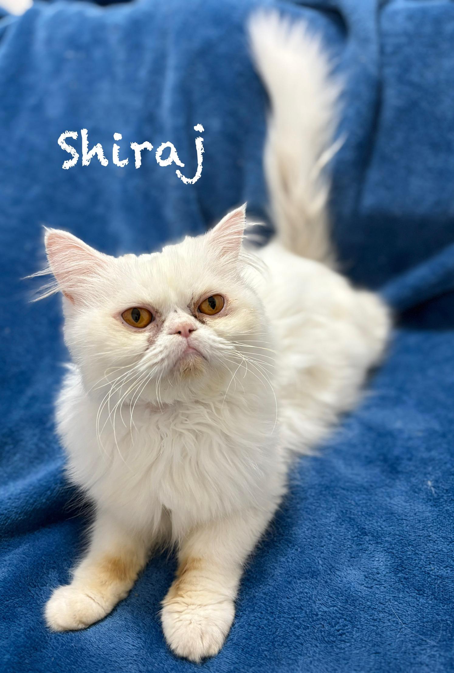 Shiraj