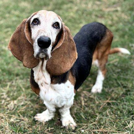 CANELA, Adoptable, Adult Female Basset Hound.