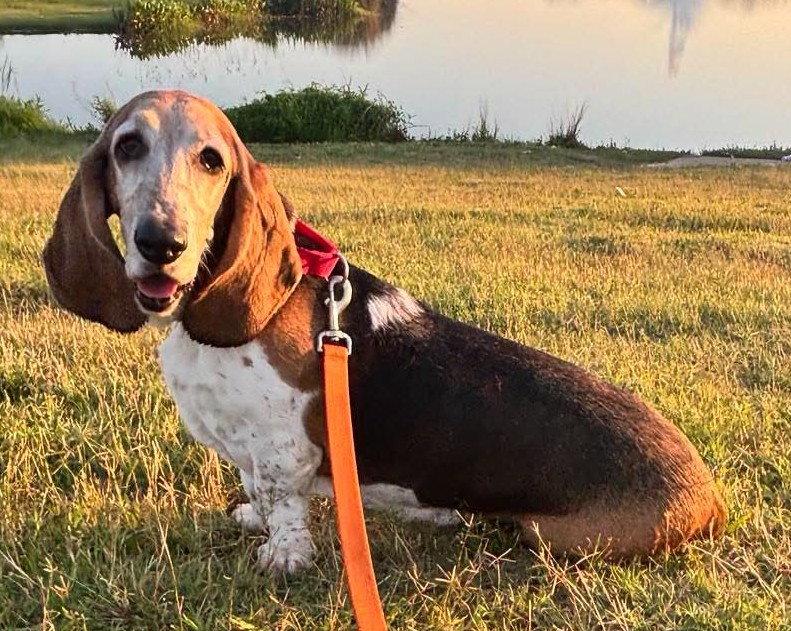Enlarge CANELA, a Adoptable Basset Hound in Mays Landing, NJ image 2/3
