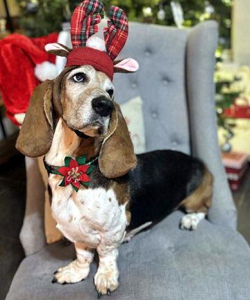 Enlarge CANELA, a Adoptable Basset Hound in Mays Landing, NJ image 2/3