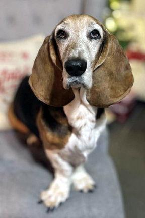 Enlarge CANELA, a Adoptable Basset Hound in Mays Landing, NJ image 3/3