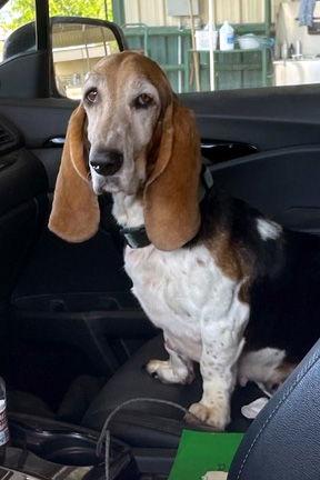 Enlarge CANELA, a Adoptable Basset Hound in Mays Landing, NJ image 3/3